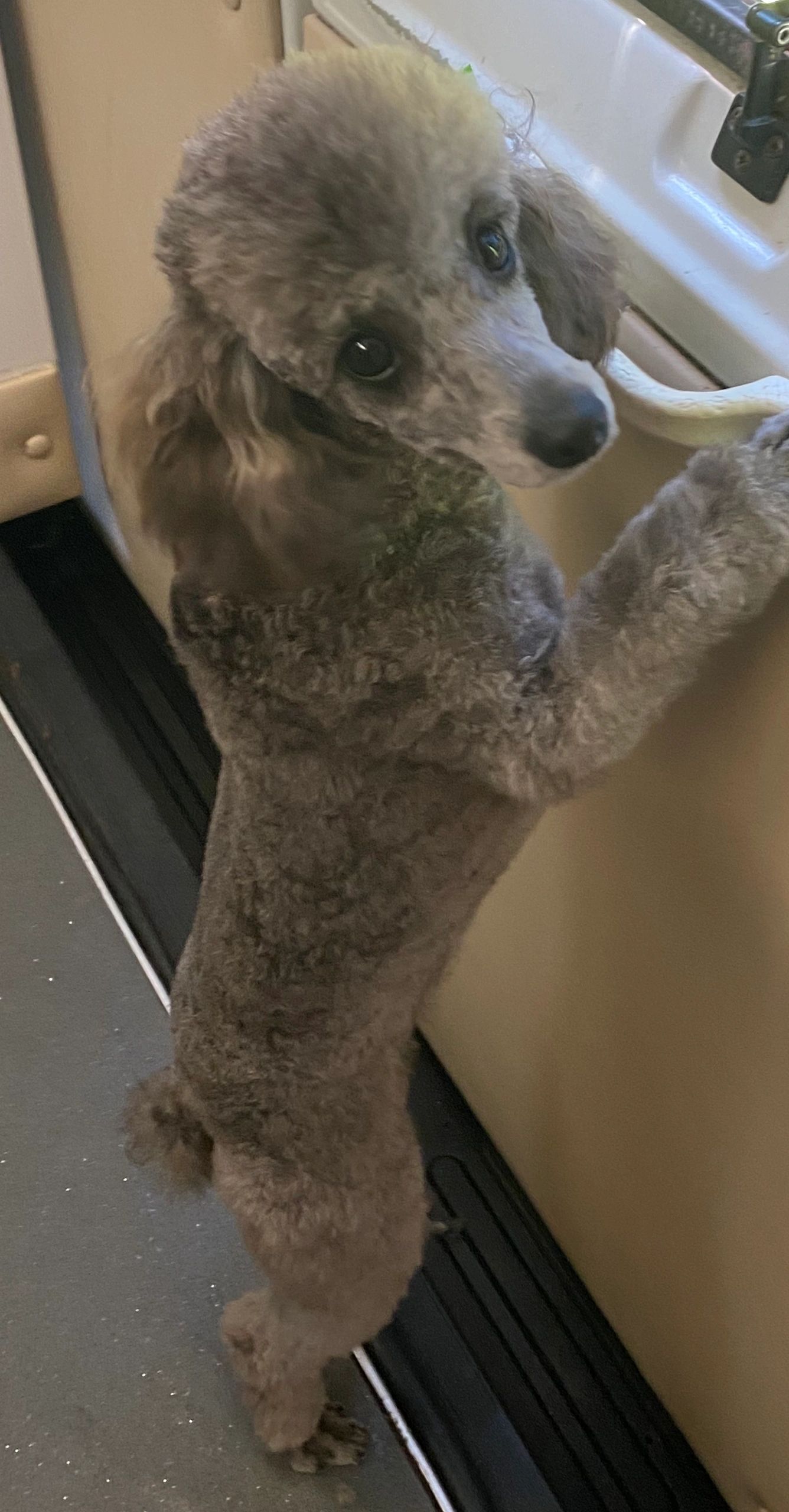 Barking Fur Bubbles Mobile Grooming