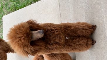A fluffy brown poodle standing on a concrete path beside grass.