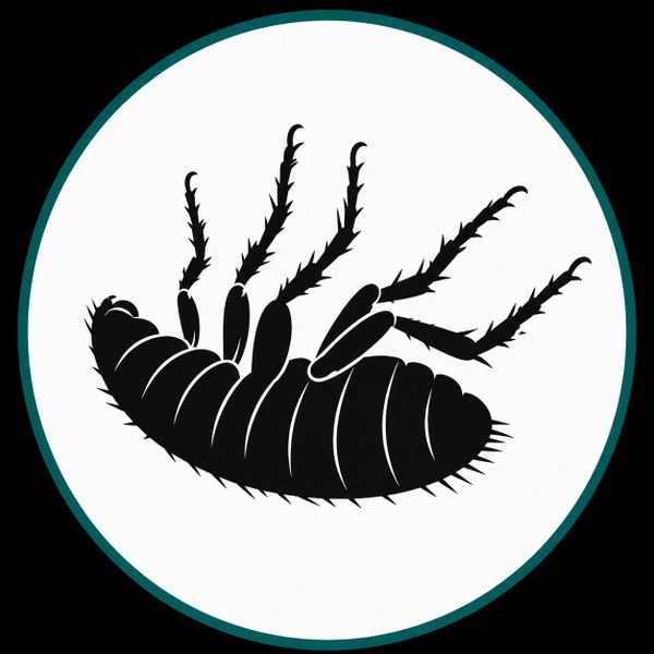 Silhouette of an upside-down insect with spiny legs.