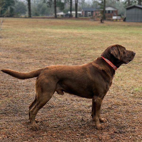 A brown Labrador retriever standing outdoors with an orange collar.