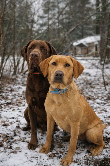 Two Labrador Retrievers sit attentively in a snowy forest.
