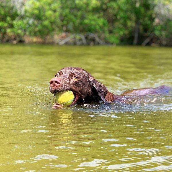 A brown dog swimming with a tennis ball in its mouth.