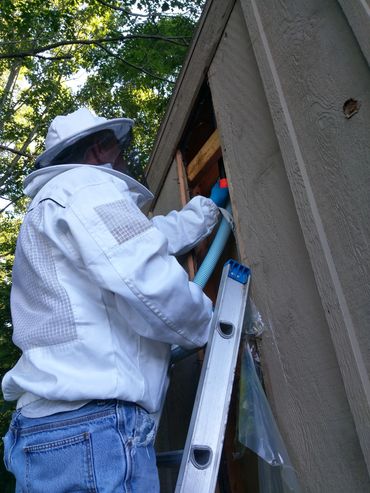 🐝 Protecting Honeybees, One Hive at a Time! 🍯🏡
At Hayman Wildlife Management, we understand the
