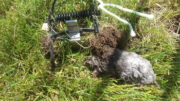 🌿 Introducing Our Expert Mole Trapping Services 🪦
Are moles wreaking havoc on your property? Haym