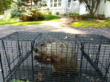 Groundhog removal.