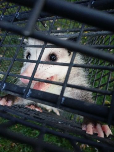 Opossum removal.
