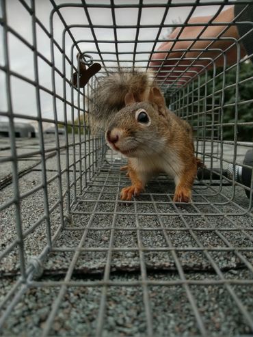 🐿️ Tired of Unwanted Squirrels? Hayman Wildlife Management Has You Covered! 🏡
Squirrels may be cu