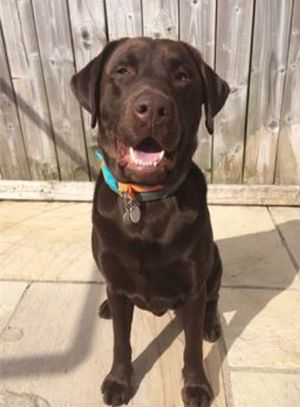 Chester was a very anxious boy, with the correct emoathetic and patient approach Chester became much