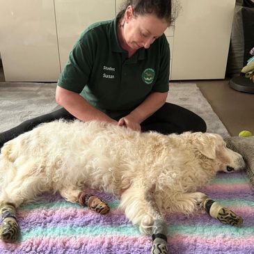 A woman named Susan gently massages a large dog wearing protective socks indoors.