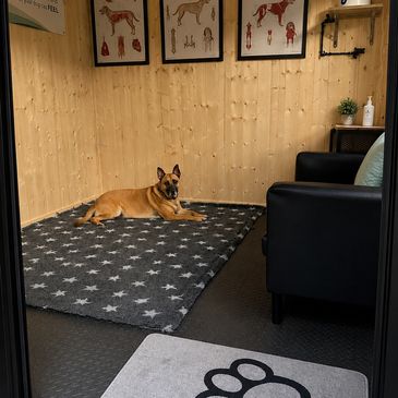 Dog lying on a star-patterned rug inside a cozy room.