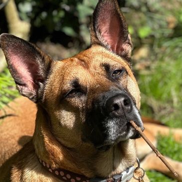 Close-up of a brown dog holding a stick in its mouth outdoors.