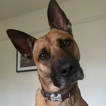 Close-up of a curious brown dog with large ears indoors.