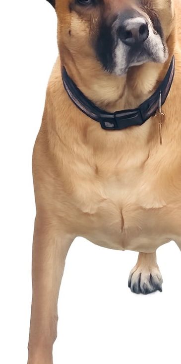 Jazz - Malinois/Mastiff x