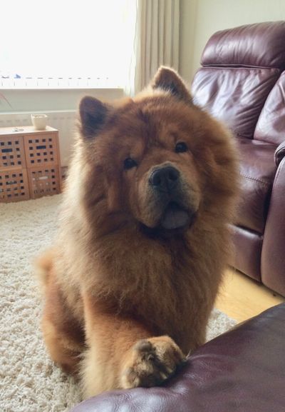 One of the Owenbeg Chow Chows