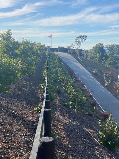 Slooping bank covered in mulch planted with stunning white viburnum snowball plants.