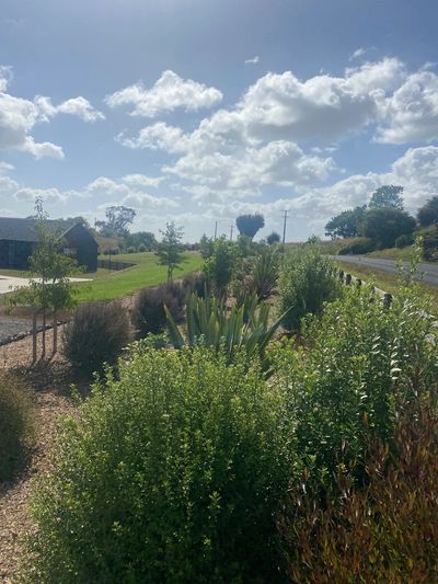 Native roadside garden of pittosporum, NZ flax, manuka burgandy queen, liquidambar and prunus awanui