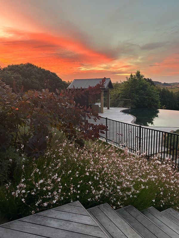 Guara and continus planted along side floating steps.   North American pool design.  Sunset