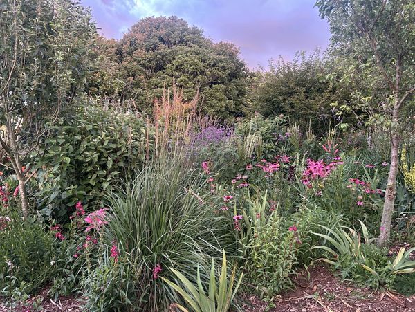 Echinacea. Penstemons. Prairie garden. Rambling cottage garden. Verbene Bonairensis and verbascum, o