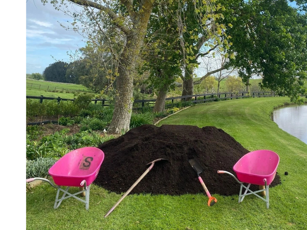 Garden mix with two pink wheel barrows under large poplar trees with a sweeping lawn surround a pond