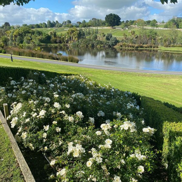 Bank of white carpet roses overlooking large pond with NZ native boardwalk.