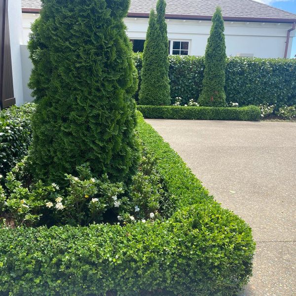 Formal green and white themed garden with freshly clipped buxus and white gardenia's.