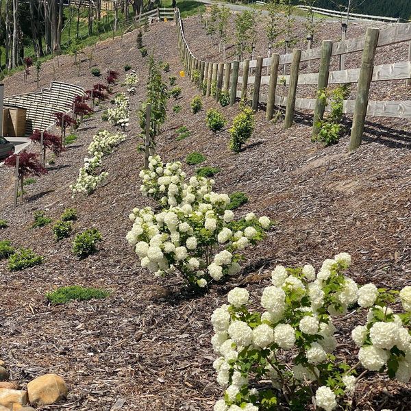 Slooping bank covered in mulch planted with stunning white viburnum snowball plants.