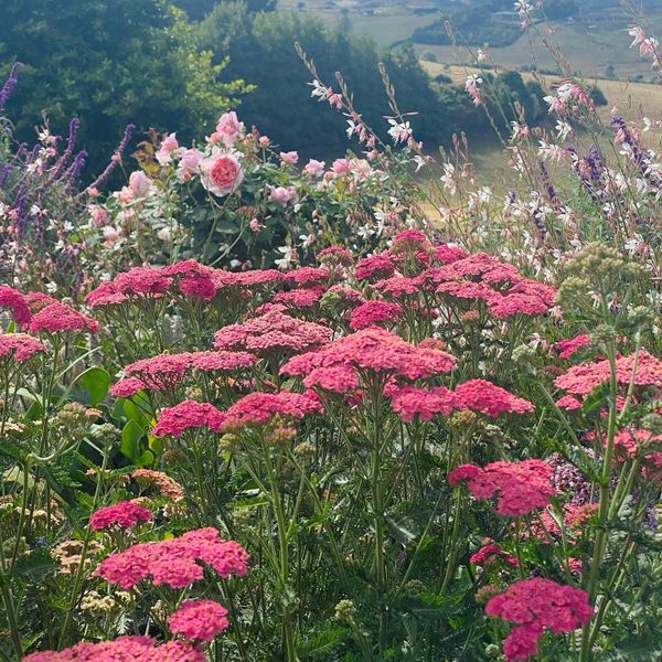 Cottage garden with beautiful pink achellia, NZ gardener pink rose and gaura  whirling butterfly.