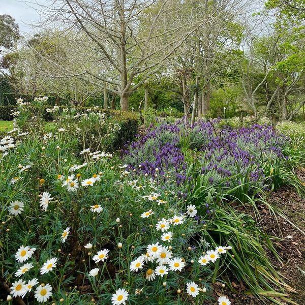 Beautiful cottage garden with white daisies and purple lavender.
