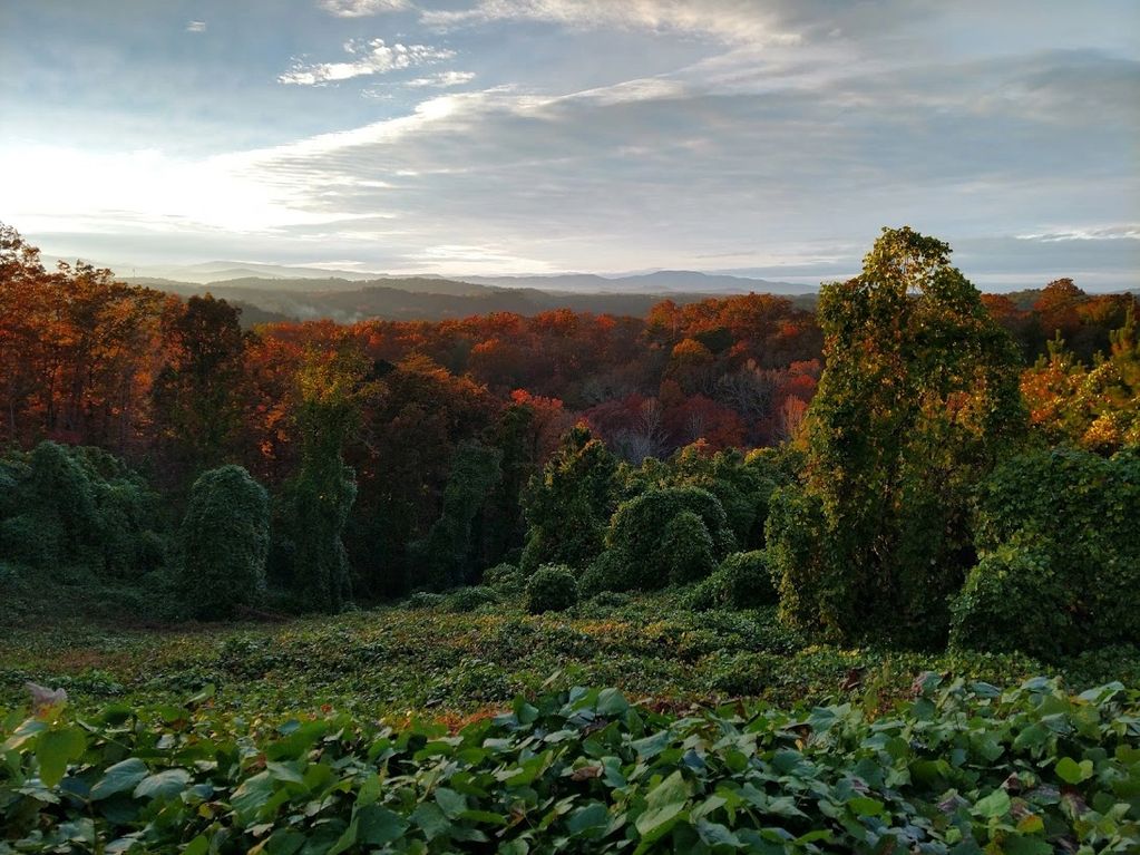 A long shot of the different colors of trees in the forest