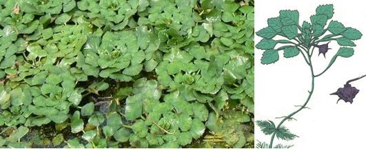 United States, Bass Fishing, Largemouth Bass, Smallmouth Bass, Jig Fishing, State Record, Brandxbait