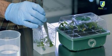 Germplasm research