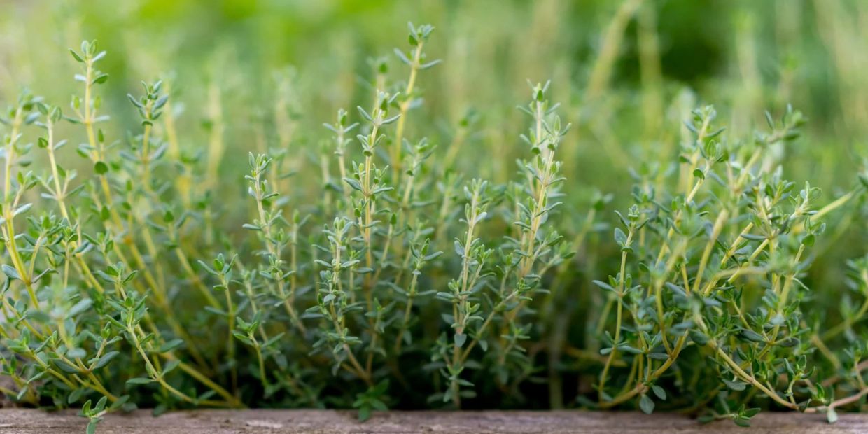 Close-up of fresh thyme plants growing in a garden bed.