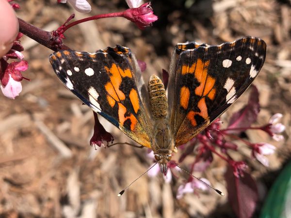 Butterfly Release: Day 18