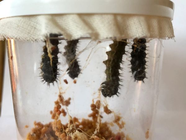 Caterpillars Day 7 (cup 1)