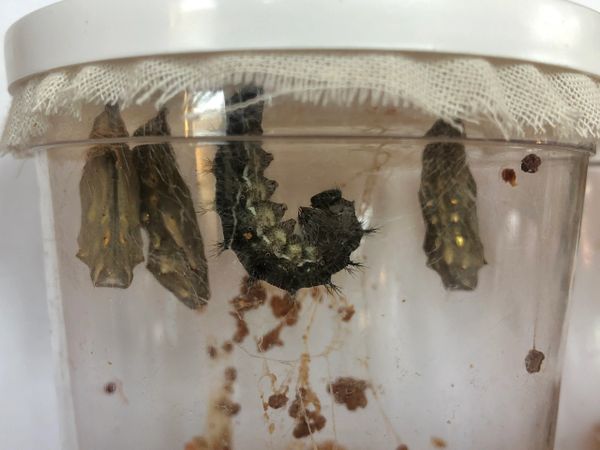 Caterpillars Day 8 (cup 2)