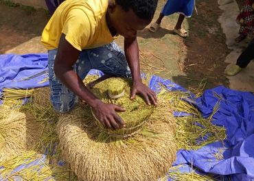 Local farmer prepping harvested crops - supported by Aqua Harvest project