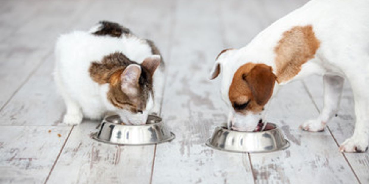 Feline and Canine Home-made Pet Meals