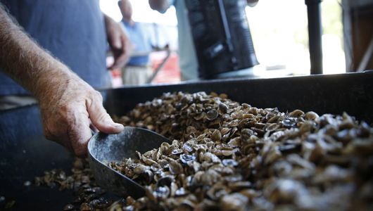 Young triploid oyster spat