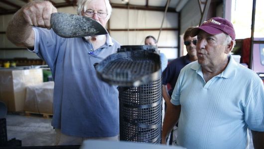 Owners Tim Jordan and Walt Dickson scooping triploid oyster spat into a farming basket