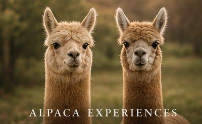 Two alpacas looking directly at the camera with a blurred natural background.