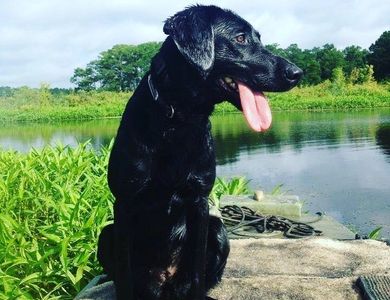 deep run sky is the limit aka Skylar is my black lab and faithful friend