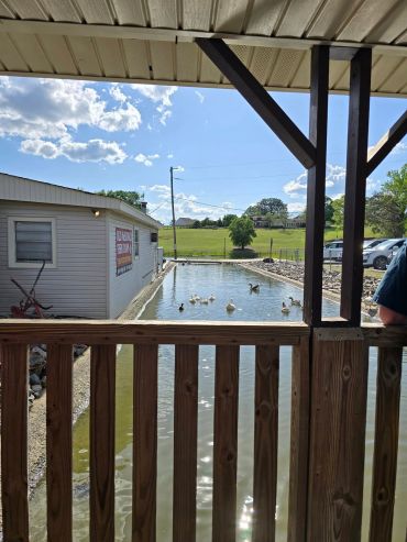 A serene fish pond with ducks, viewed from a wooden porch under a partly cloudy sky.