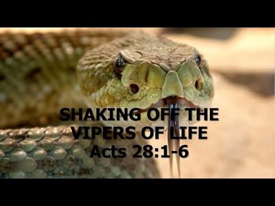 Shaking off the Viper.