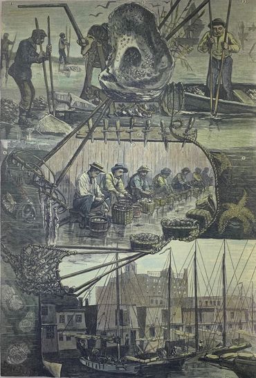 Opening of the Oyster Season from Harper's Weekly