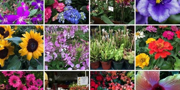 Spring Garden Festival