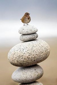 Bird standing on stacked stones