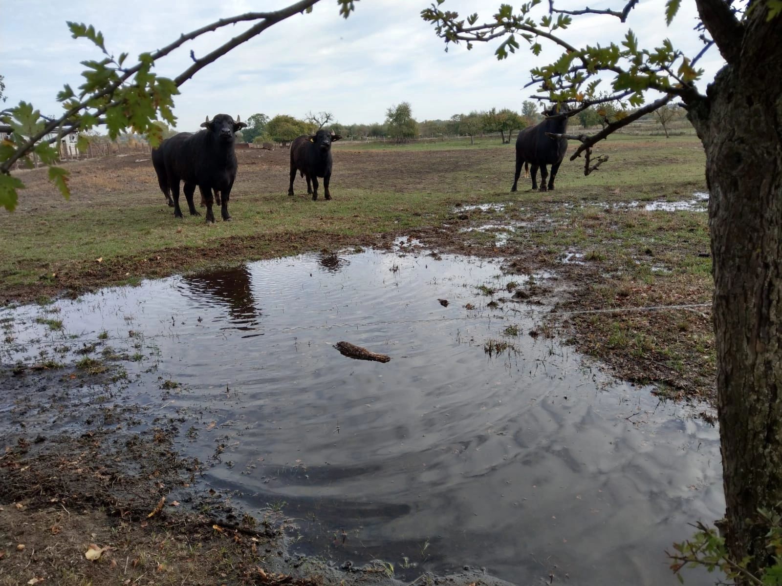 Wiesenthaler Büffel auf der Weide genießen das Wasser