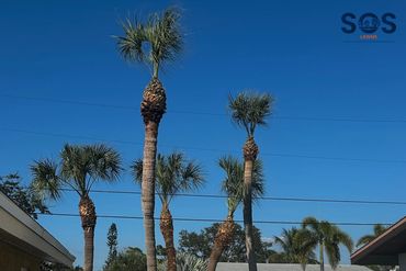 Sherk Outdoor Services provides lawn and property services to Sarasota, Bradenton, Lakewood Ranch