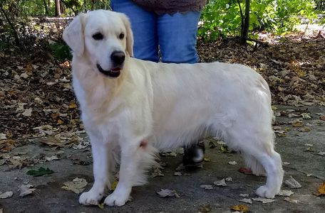 Honor english goldens therapy dogs service dogs Charlotte NC
