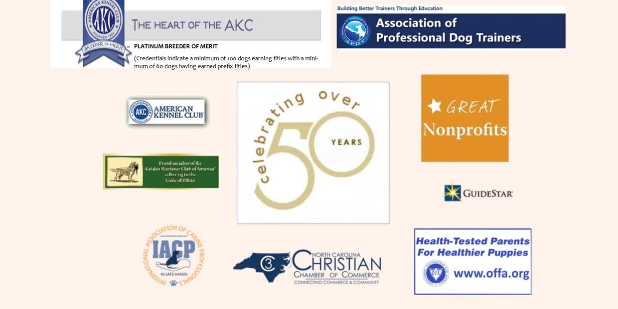 Honor english goldens therapy dogs service dogs Charlotte NC